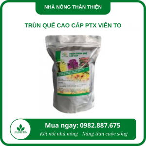 Trùn quế cao cấp PTX viên to