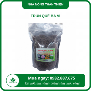 Trùn quế Ba Vì