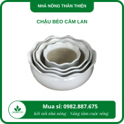 Chậu bèo cắm lan