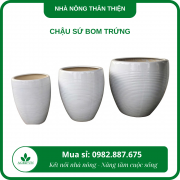 Chậu sứ bom trứng