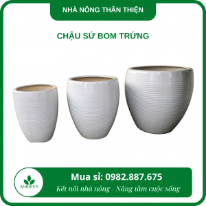 Chậu sứ bom trứng