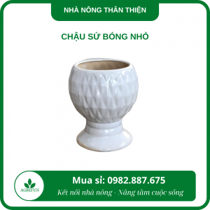 Chậu sứ bóng nhỏ