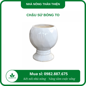 Chậu sứ bóng to