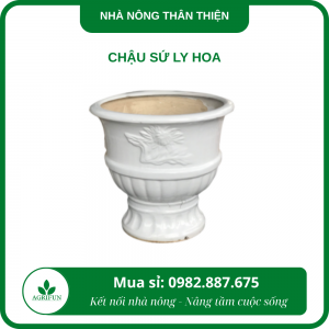 chậu sứ ly hoa