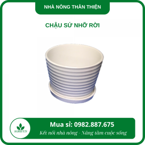 Chậu sứ nhỡ rời