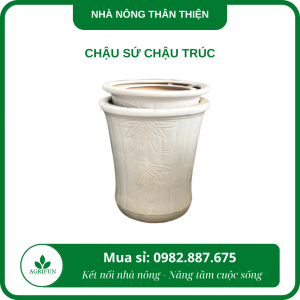 Chậu sứ trúc