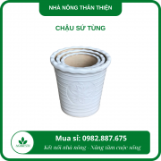 Chậu sứ tùng