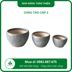 Chậu táo cặp 3