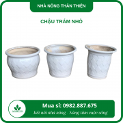 Chậu trám nhỏ