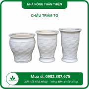 Chậu trám to