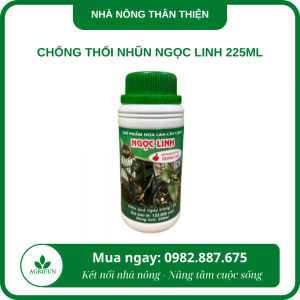 Chống thối nhũn Ngọc Linh